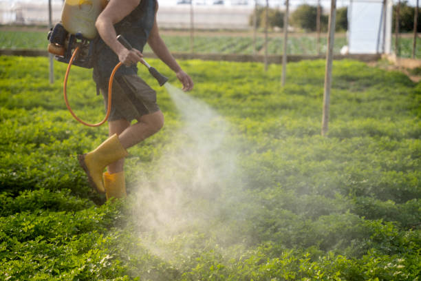 Best Best Pest Control Companies  in Morada, CA