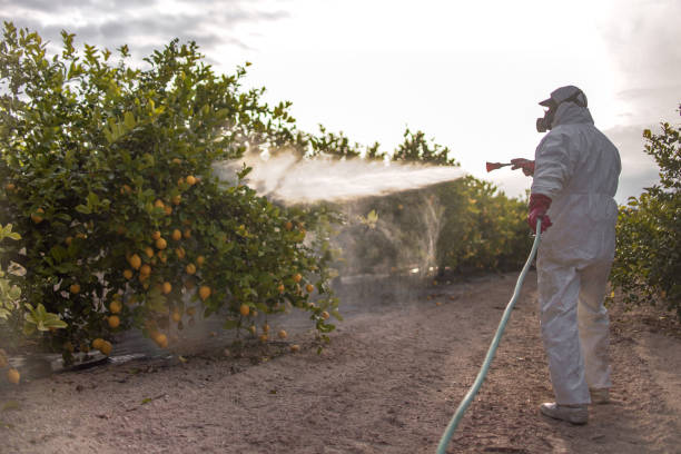 Best Affordable Exterminators  in Morada, CA
