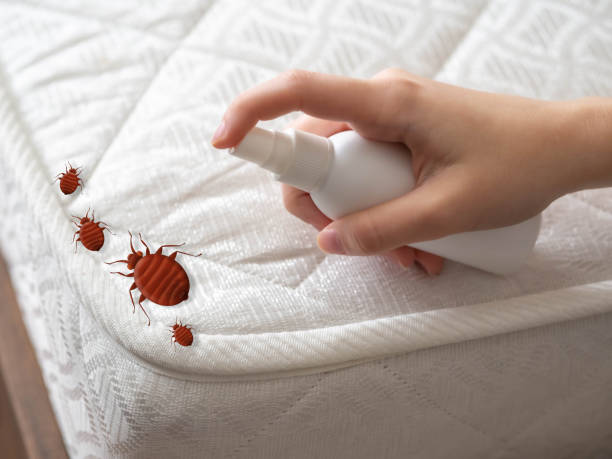 Best Residential Pest Control  in Morada, CA